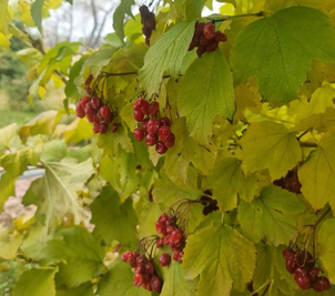 Сауна, лазня Сауни готельного комплексу «Червона Калина» на Дніпрі, Київ відгуки, фото, адреса - laznya.kiev.ua Сауни готельного комплексу «Червона Калина» на Дніпрі відгуки, лазня/сауна Київ Деснянський район Проспект Романа Шухевича 7, Парк Муромець (Північний міст), фото, адреса з картою проїзду.